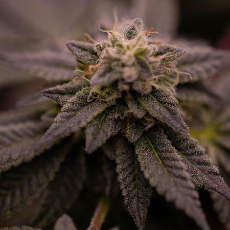 Z42 - FastBuds
