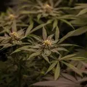 Gorilla Glue - Paradise Seeds