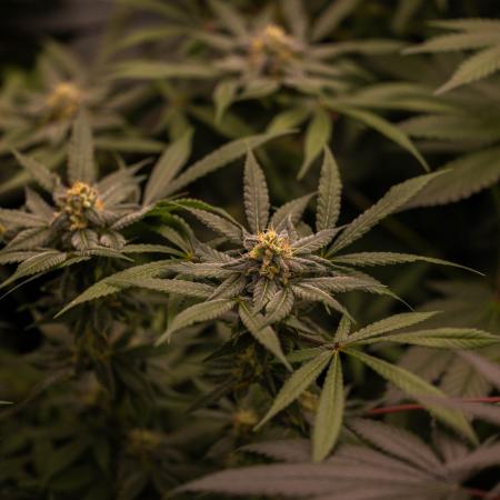 Gorilla Glue - Paradise Seeds