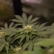 Tester# 494 x 1500 - Paradise Seeds