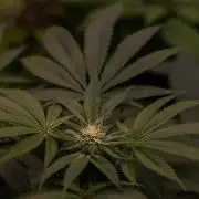 Tester# 604d x 1500 - Paradise Seeds