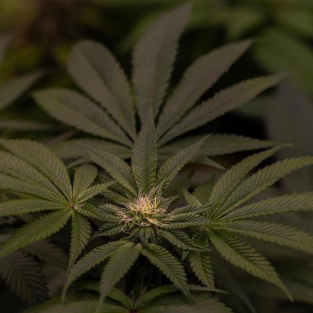 Tester# 604d x 1500 - Paradise Seeds