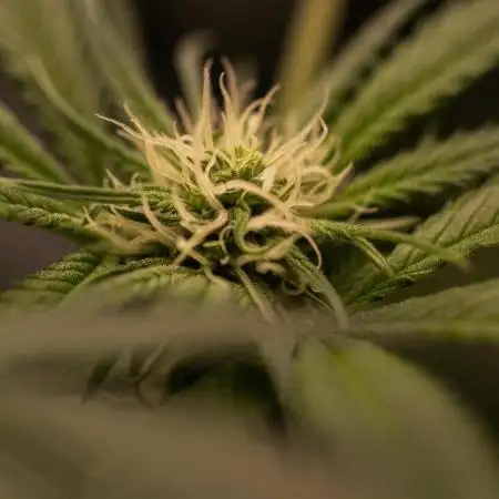Paradise Seeds - L.A. Amnesia
