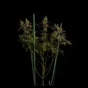 Spliff Seeds - Nevilles Haze