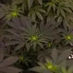 Fast Buds - Papaya Sherbert