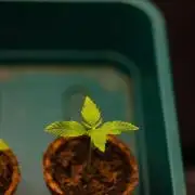 Afghani Gold - Spliff Seeds