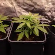 Purple Berry Kush - Spliff Seeds