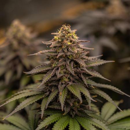 Mega Power Plant - Spliff Seeds