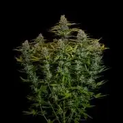 Neville’s Haze Auto