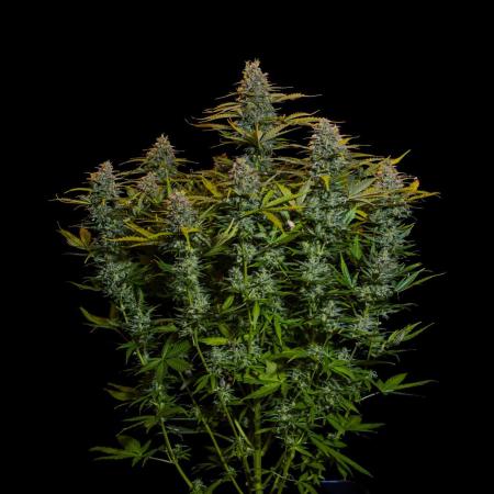 Neville’s Haze Auto