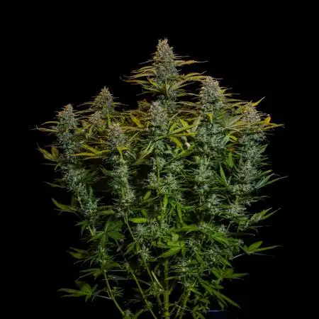 Neville’s Haze Auto