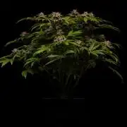 Tester# 60zB x 1500 - Paradise Seeds