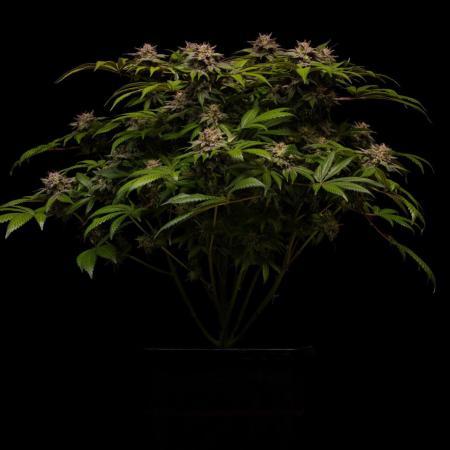 Tester# 60zB x 1500 - Paradise Seeds