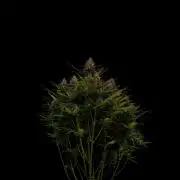 Dutch Blue Auto - Spliff Seeds