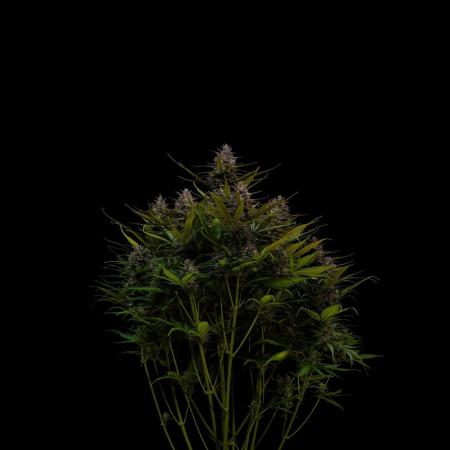Dutch Blue Auto - Spliff Seeds