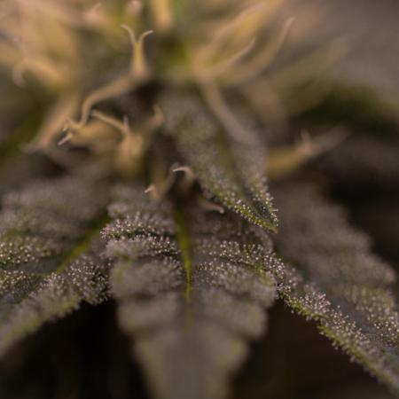 Biscotti Gelato - FastBuds