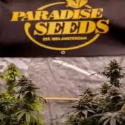 Doppler - Paradise Seeds