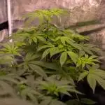 Fas Buds - Lemon Mandarin