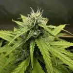 Neville’s Haze Auto