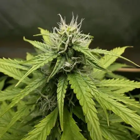 Neville’s Haze Auto