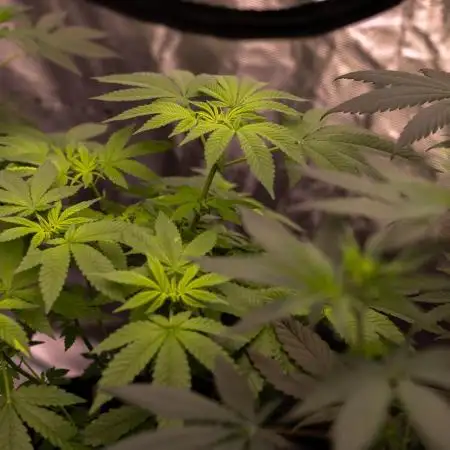 Fast Buds - Lemon Paya