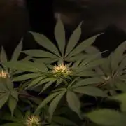 Tester# 494 x 1500 - Paradise Seeds