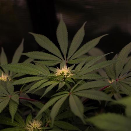 Tester# 494 x 1500 - Paradise Seeds