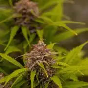 Paradise Seeds - Vertigo Auto