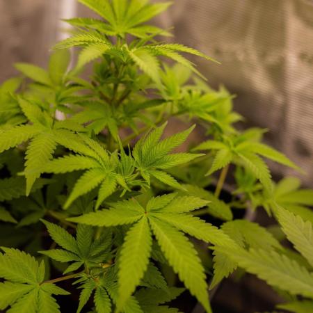 Spliffs Strawberry - Spliff Seeds