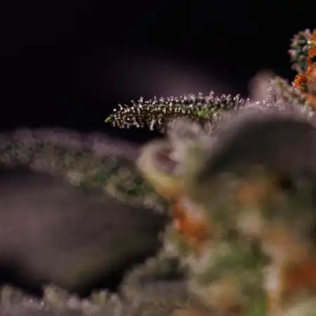 Fast Buds - Rainbow Melon