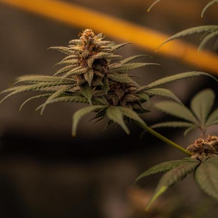 Fast Buds - Tropicana Cookies FF