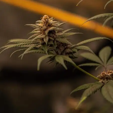 Fast Buds - Tropicana Cookies FF