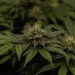 Space Cookies- Paradise Seeds