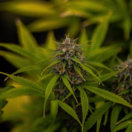 Paradise Seeds - Stromboli Auto