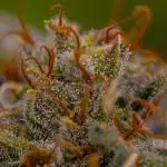 Doppler - Paradise Seeds