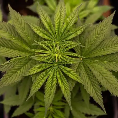 Spliff Seeds - Mint Runtz