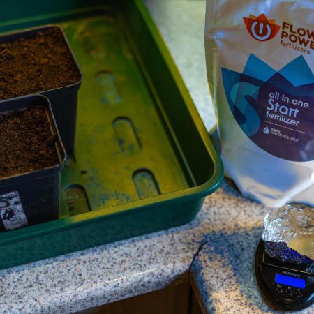 Tester# 604d x 1500 - Paradise Seeds