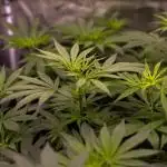 Spliff Seeds - Mint Runtz
