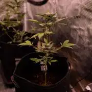 Purole Lemonade Auto RF3 - FastBuds