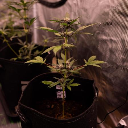 Purole Lemonade Auto RF3 - FastBuds