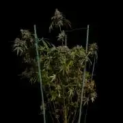 Paradise Seeds - G-Force