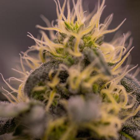 Papayton - FastBuds