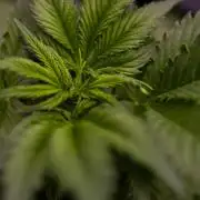 Dutch Auto - Spliff Seeds