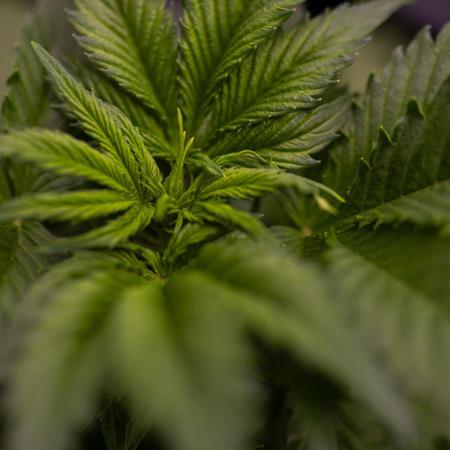 Dutch Auto - Spliff Seeds