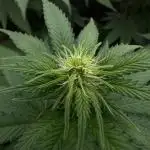 Mega Power Plant - Spliff Seeds