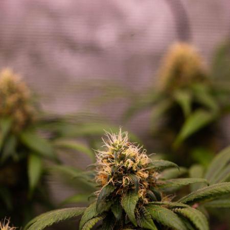 Afghani Gold - Spliff Seeds