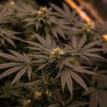 Special Kush - Paradise Seeds