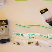 Banana Purple Auto - Paradise Seeds