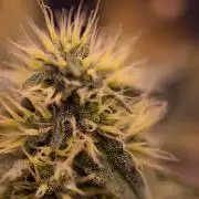 Guava Runta Auto- - FastBuds