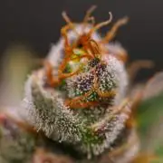 Banana Guava Auto - FastBuds